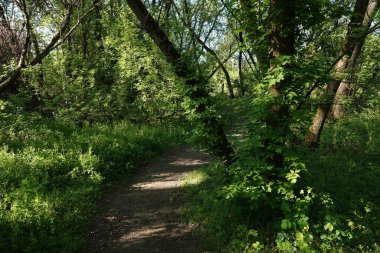 Doğa koruma alanında yabani bitki örtüsü. İnsan müdahalesinin olmadığı bir yer.