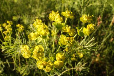 Çam yaprağı. Güzel sarı yapraklı çiçekler.