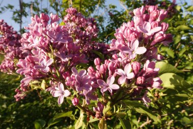 Yaygın leylak. Bahçede açan güzel bahar çiçekleri.