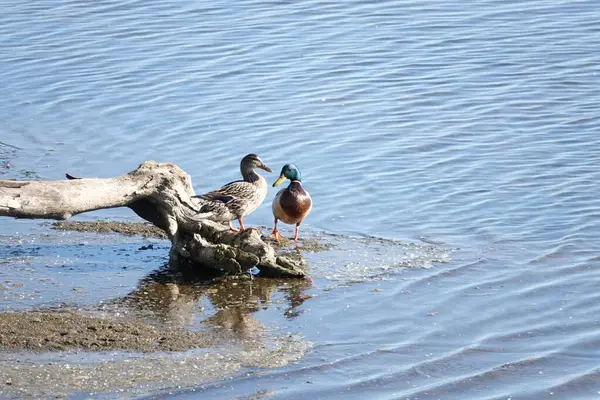 Nehir kıyısında bir çift vahşi ördek