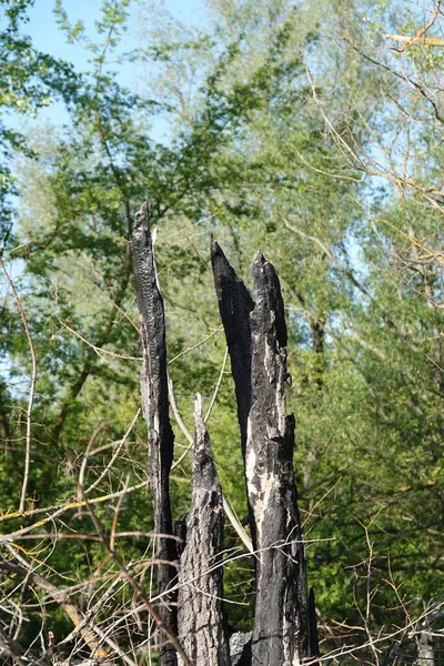 Rezervasyonda güzel bir doğa var. İnsan eli değmemiş doğa.