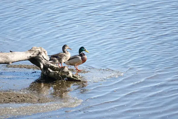 Nehir kıyısında bir çift vahşi ördek