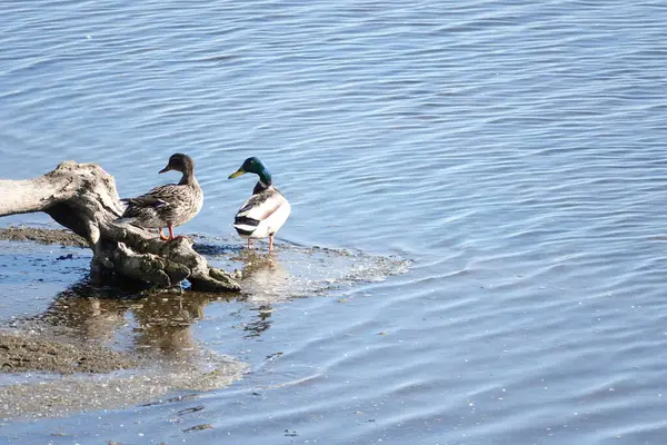 Nehir kıyısında bir çift vahşi ördek