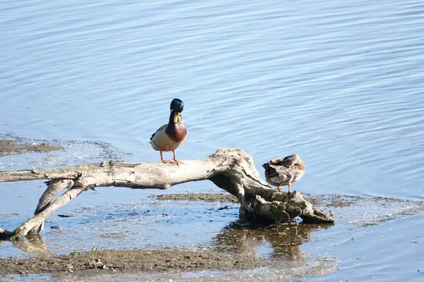 Nehir kıyısında bir çift vahşi ördek