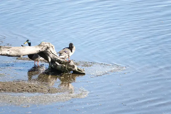 Nehir kıyısında bir çift vahşi ördek