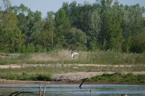 Doğa koruma alanında vahşi doğa