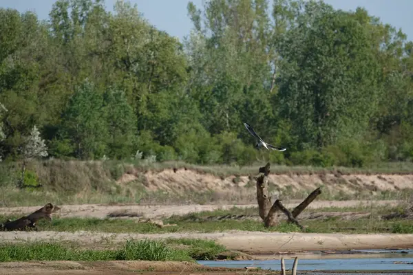 Doğa koruma alanında vahşi doğa