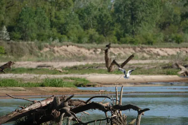 Doğa koruma alanında vahşi doğa
