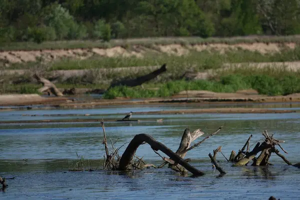 Doğa koruma alanında vahşi doğa
