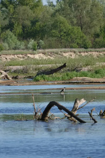 Doğa koruma alanında vahşi doğa