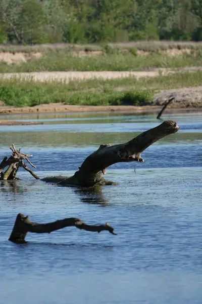 Doğa koruma alanında vahşi doğa
