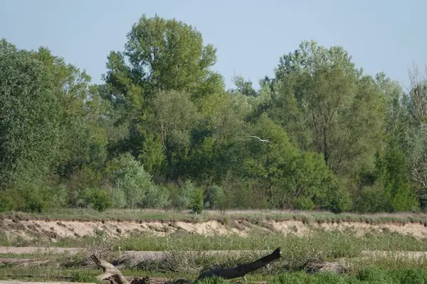 Doğa koruma alanında vahşi doğa