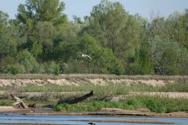 Doğa koruma alanında vahşi doğa