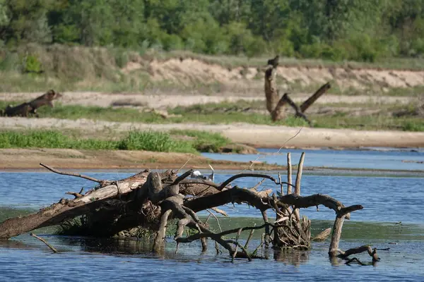 Doğa koruma alanında vahşi doğa