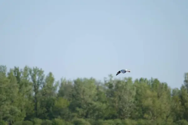 Doğa koruma alanında vahşi doğa