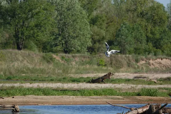 Doğa koruma alanında yabani bitki örtüsü. İnsan müdahalesinin olmadığı bir yer.