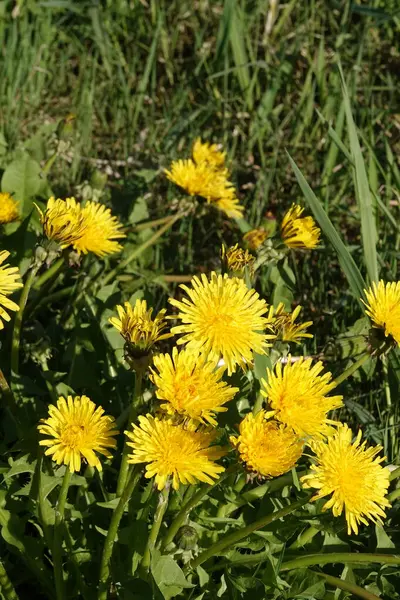 Doğa koruma alanında yabani bitki örtüsü. İnsan müdahalesinin olmadığı bir yer.