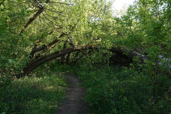 Doğa koruma alanında yabani bitki örtüsü. İnsan müdahalesinin olmadığı bir yer.
