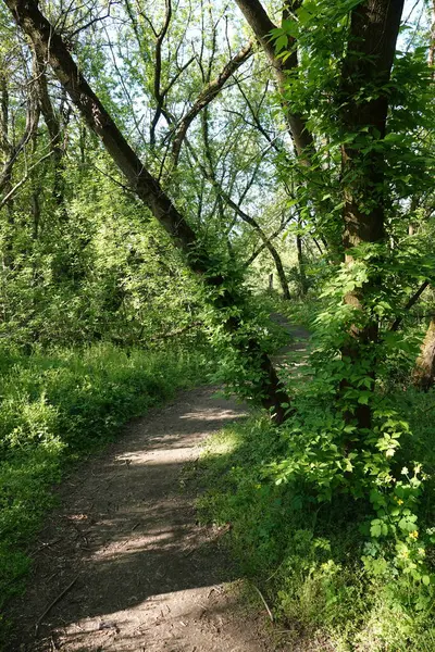 Doğa koruma alanında yabani bitki örtüsü. İnsan müdahalesinin olmadığı bir yer.