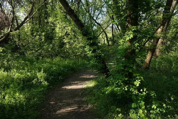 Doğa koruma alanında yabani bitki örtüsü. İnsan müdahalesinin olmadığı bir yer.