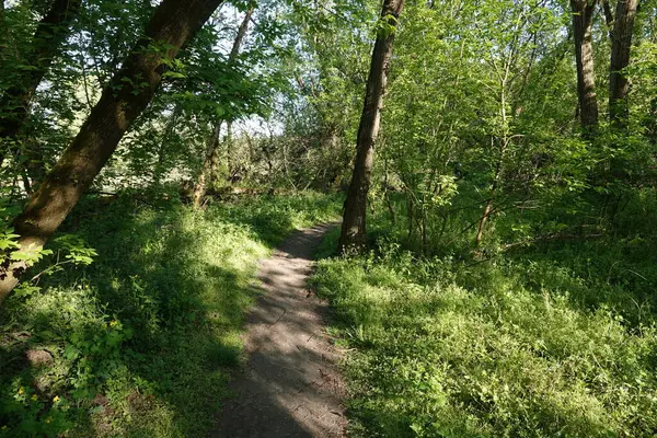 Doğa koruma alanında yabani bitki örtüsü. İnsan müdahalesinin olmadığı bir yer.