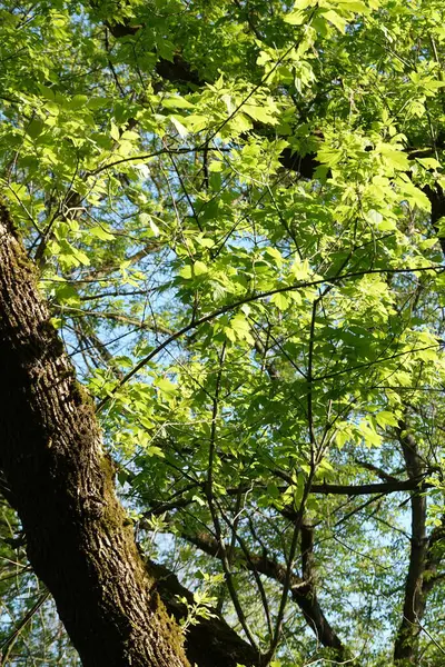 Doğa koruma alanında yabani bitki örtüsü. İnsan müdahalesinin olmadığı bir yer.