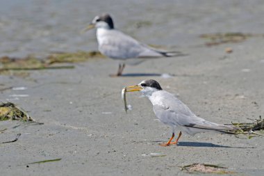 Küçük sumru - Sterna albifrons, Yunanistan 