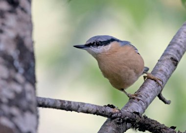 Bayağı sıvacı kuşu (Sitta europaea), Yunanistan