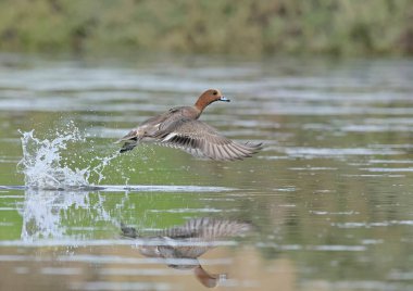 Avrasya Wigeon (Anas penelope), Yunanistan