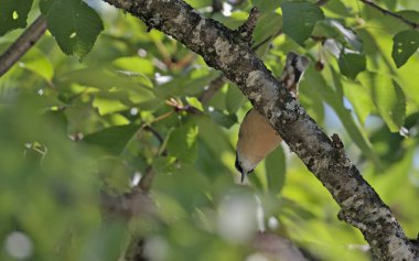 Bayağı sıvacı kuşu (Sitta europaea), Yunanistan