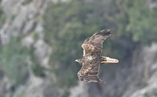 Águila Bonelli Hieraaetus Fasciatus Grecia — Foto de Stock