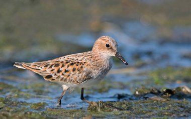 Küçük kuşu (Calidris minuta), Crete, Yunanistan