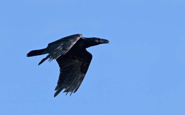 Raven - Corvus Corax, Girit 