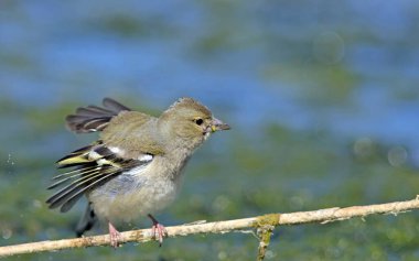 Chaffinch (Fringilla coelebs), Yunanistan
