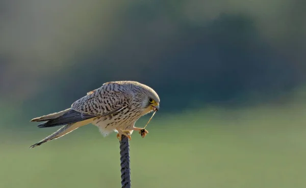 Cernícalo Menor Falco Naumanni Creta — Foto de Stock