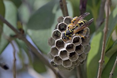Polistes sp. Eşek arısı yuvası, Girit
