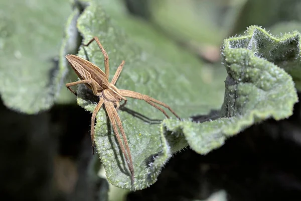 Αράχνη Του Φυτώριο Πίσουρα Είναι Ένα Είδος Αράχνης Της Οικογένειας — Φωτογραφία Αρχείου