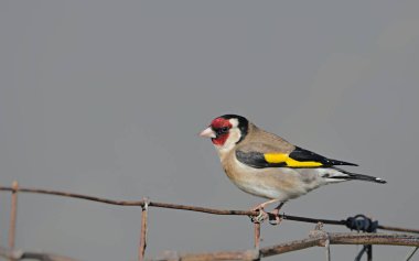 Avrupa ispinozu (Carduelis carduelis), Yunanistan