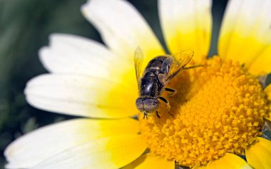 Eristalinus aeneus (Scopoli, 1763), Amerika Birleşik Devletleri ve Avrupa 'da yaygın olarak görülen bir frengi sineği türüdür.