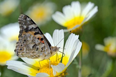 Painted Lady (Vanessa cardui), Yunanistan