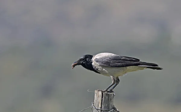 Hooded Crow Corvus Cornix Grekland — Stockfoto