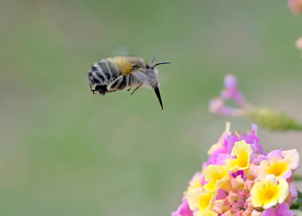 炭疽蜜蜂是一群不生产蜂蜜的本土蜜蜂 但却是作物和野生植物克里特岛重要的授粉媒介 — 图库照片