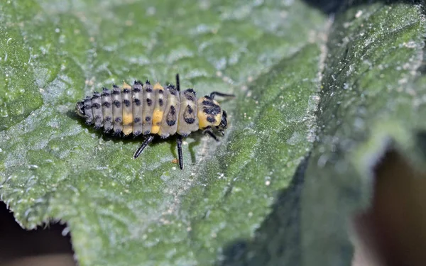 Muito Provavelmente Uma Larva Coccinella Septempunctata Joaninha Sete Pontos América — Fotografia de Stock