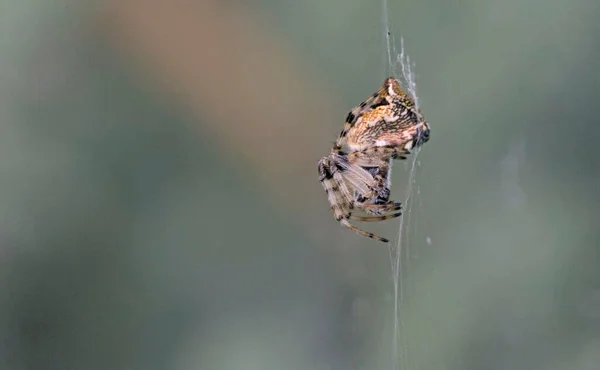 Cyclosa También Llamado Orbweavers Línea Basura Género Arañas Tejedoras Orbe —  Fotos de Stock