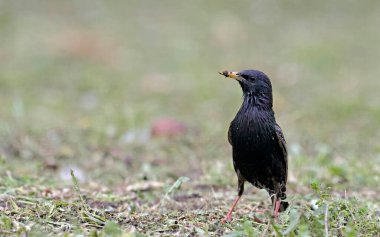 Starling - Sturnus vulgaris, Yunanistan