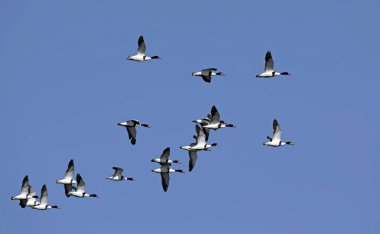 Tadorna tadorna (ortak Shelduck, Shelduck), Yunanistan