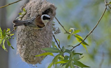 Eurasian penduline tit or European penduline tit (Remiz pendulinus), Greece