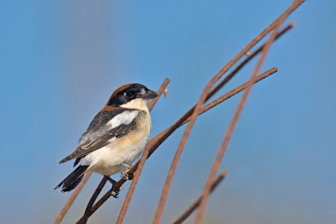 Woodchat Örümceği - Lanius Senatör, Girit