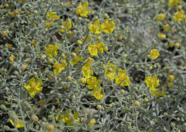 Verbascum Spinosum Критська Ендемічна Рослина Фригано Знайдена Основному Білих Горах — стокове фото