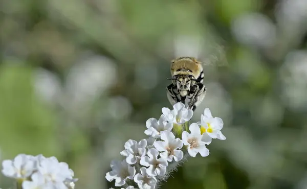 Amegilla quadrifasciata, the white-banded digger bee, is a species of bee belonging to the family Apidae subfamily Apinae, Crete